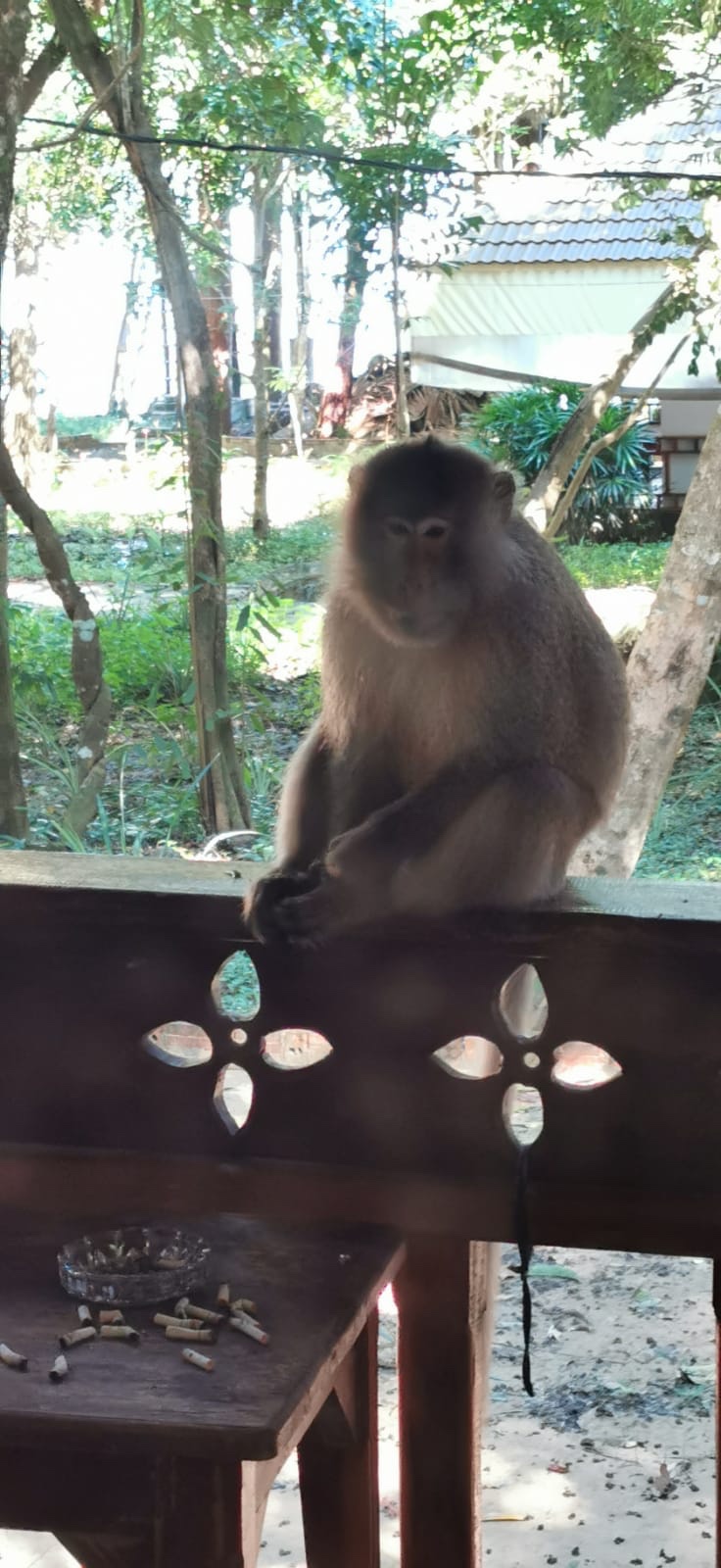 Monkey Business –  Cambodia has eight macaque farms!