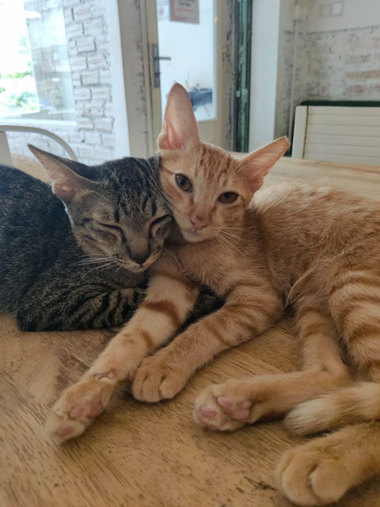 Paws And Pleasure A Feline Haven At Cambodias Ministry Of Cat Cafe