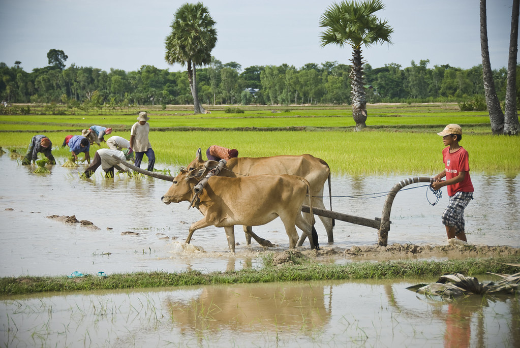 Svay Rieng 3