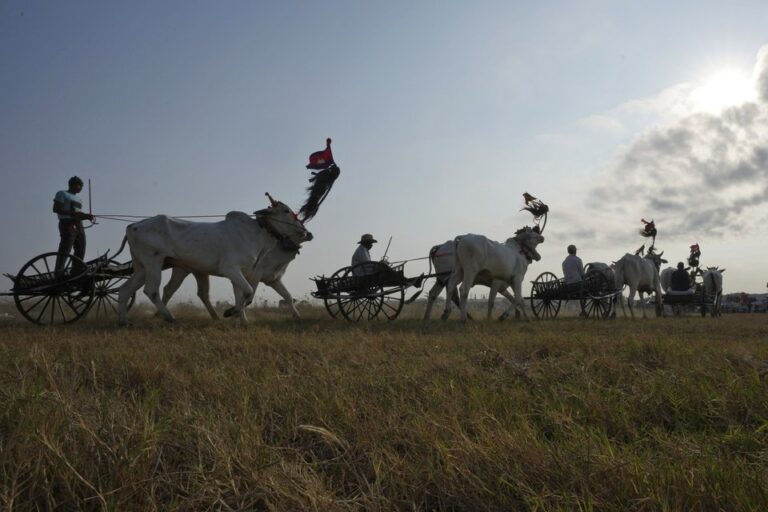 Oxcart Races