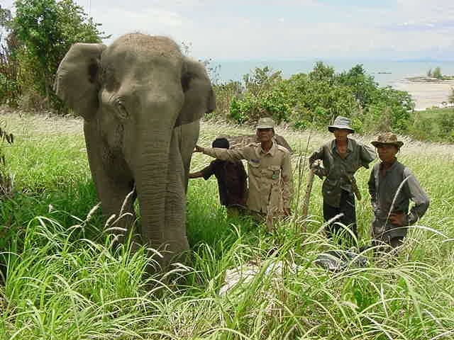 Alicia Northcott of Wildlife Alliance