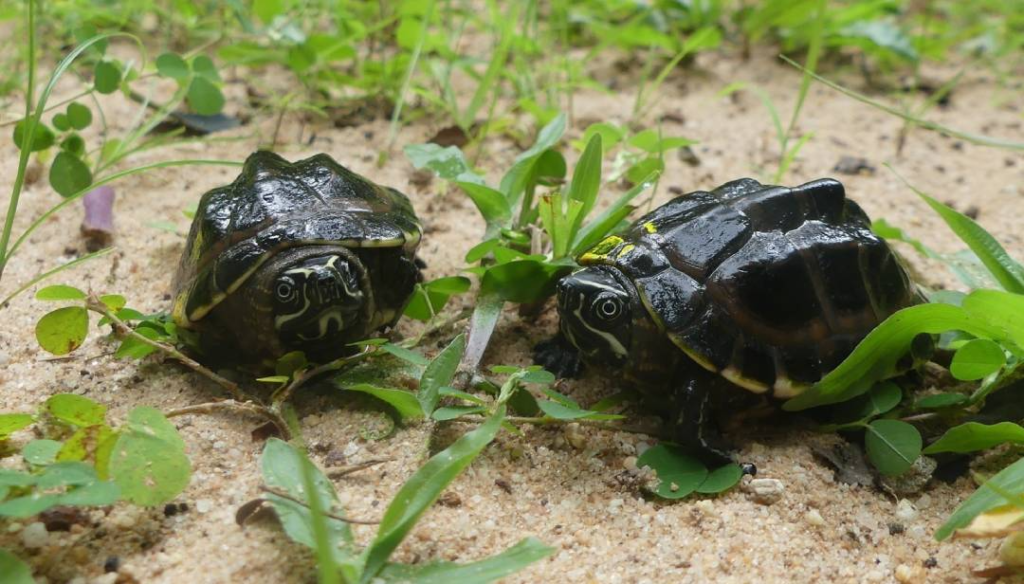 Cambodia’s Turtle Revival